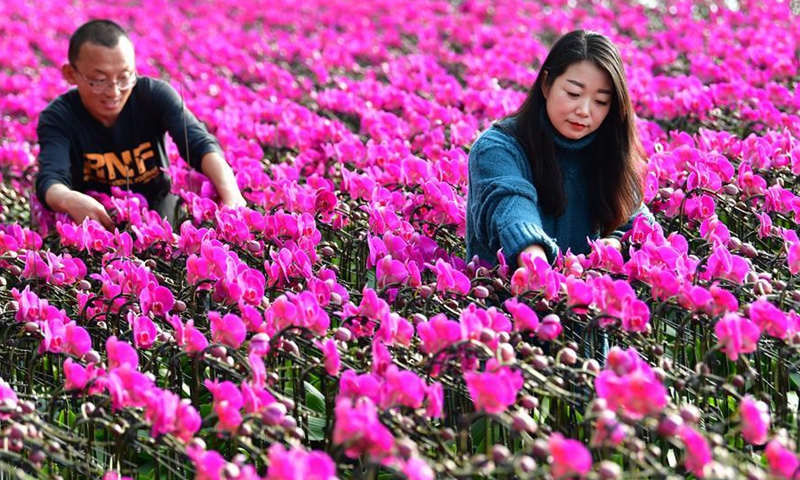 Xi encourages youth to make greater contributions to rural revitalization