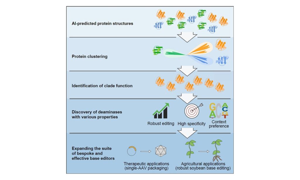 Chinese researchers develop new base editing tools through innovative protein clustering method