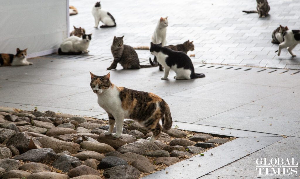 Chinese actresses doxxed by cat abusers after condemning cruelty to animals, calling for further legislation