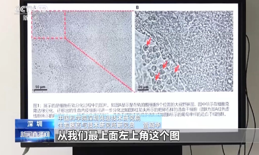 China achieves hematopoietic differentiation of human embryonic stem cells in space for first time