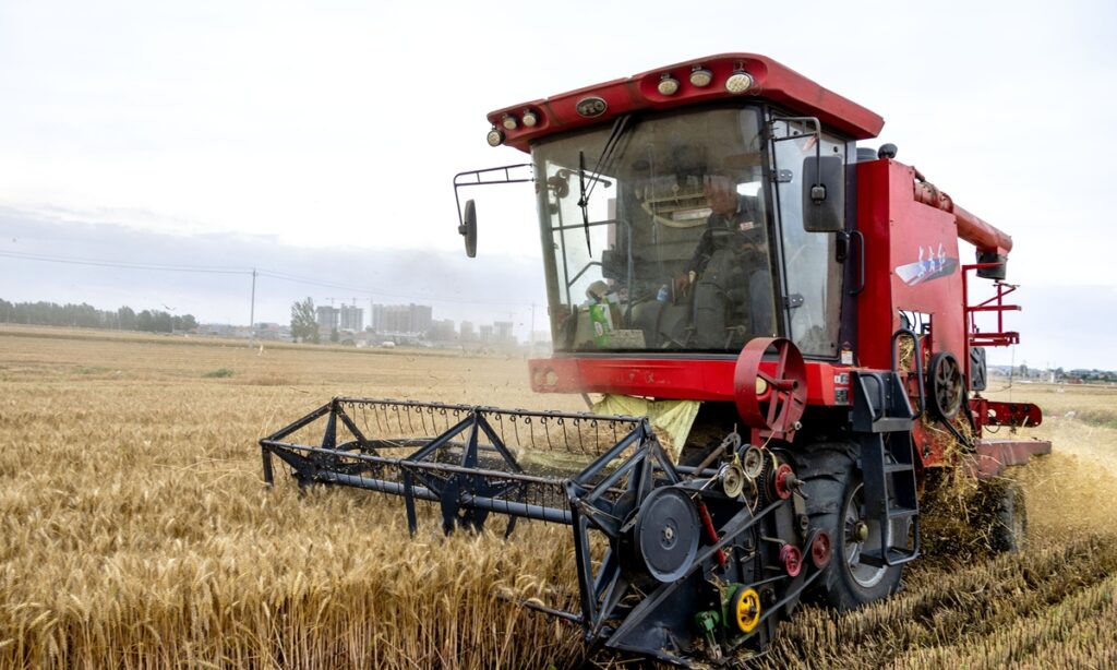 Chinese farmers race against time to harvest wheat amid rainy weather