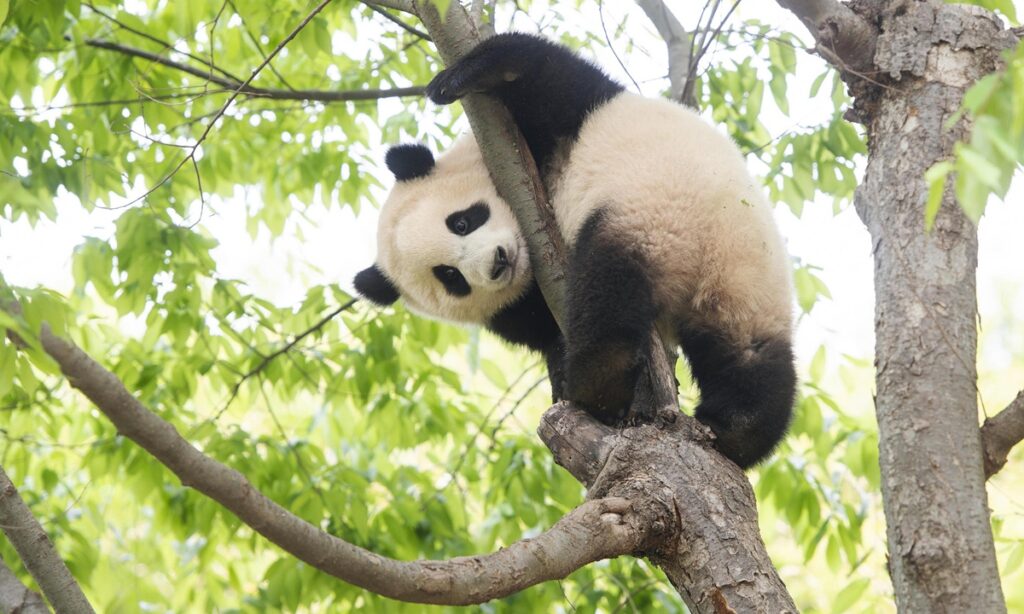 Negotiations over return of female giant panda Fu Bao in South Korea reportedly to kick off in August