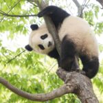 Negotiations over return of female giant panda Fu Bao in South Korea reportedly to kick off in August