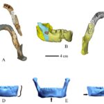 300,000-year-old jawbone discovered in eastern China sheds light on human evolution