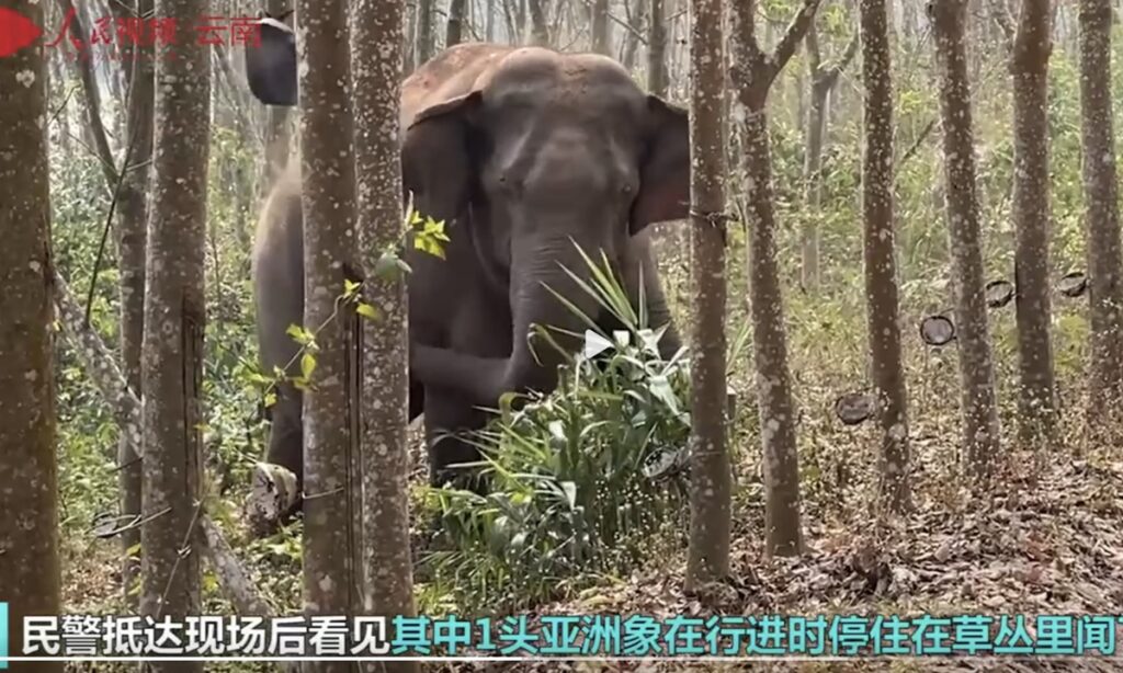 ‘Smart’ Asian elephant detects 2.8 kg opium in SW China’s Yunnan