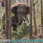 ‘Smart’ Asian elephant detects 2.8 kg opium in SW China’s Yunnan