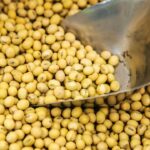 China expands pilot planting of GM corn, soybean crops to more regions