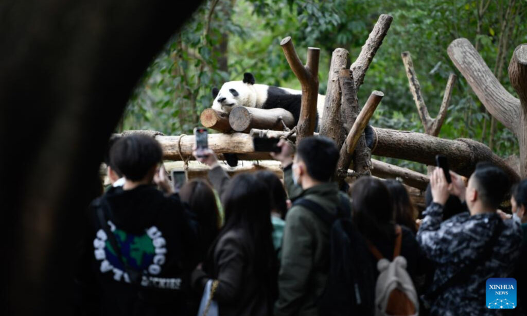 Tourists receive lifetime ban for feeding giant panda bamboo and peanuts after entering panda breeding base