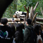 Tourists receive lifetime ban for feeding giant panda bamboo and peanuts after entering panda breeding base