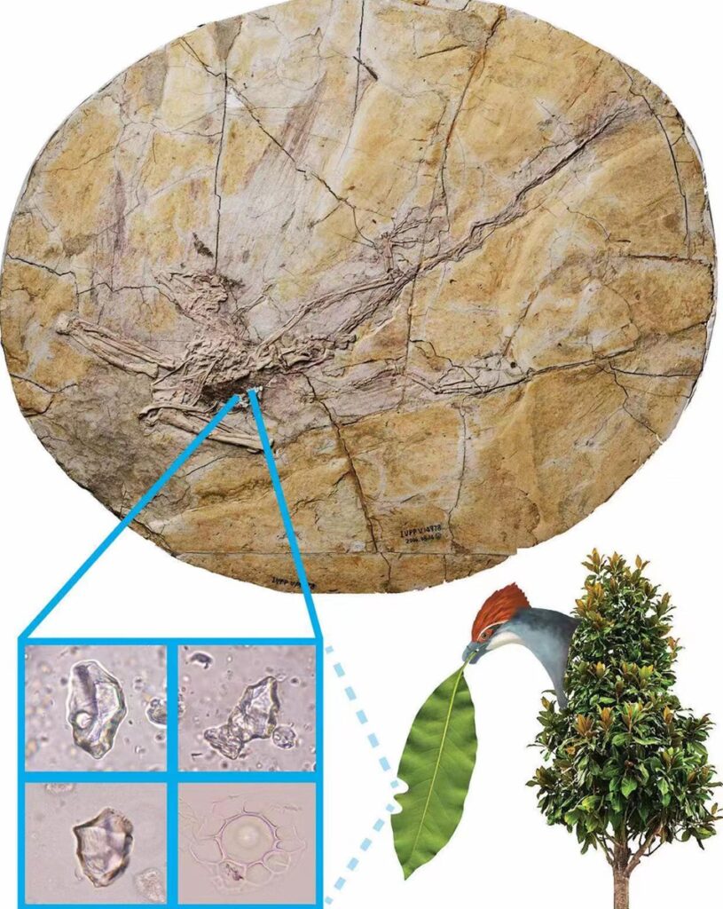 Leaves found inside 120-million-year-old bird fossil in China