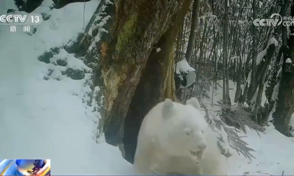 World’s only all-white panda SW China’s Sichuan identified as male; showing healthy growth and interacting with other pandas