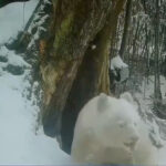 World’s only all-white panda SW China’s Sichuan identified as male; showing healthy growth and interacting with other pandas