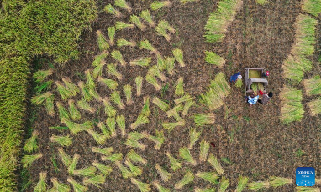 Over 40% of autumn grains harvested in China; some report steady rise in output