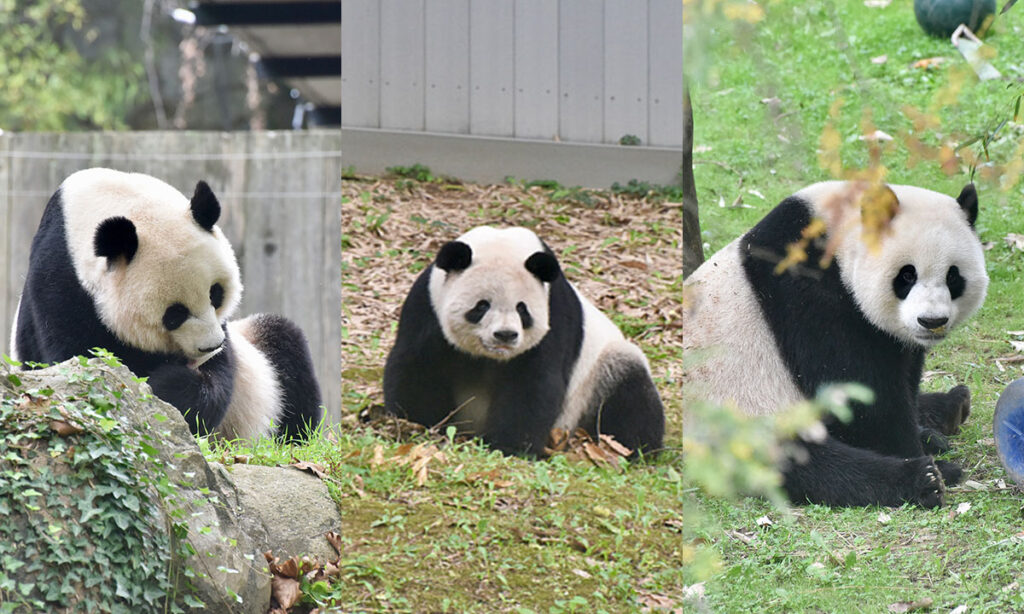 US national zoo hosts weeklong event to bid farewell to beloved giant pandas scheduled to return China by December