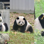 US national zoo hosts weeklong event to bid farewell to beloved giant pandas scheduled to return China by December