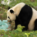 US political elites are far narrow-minded than general public when it comes to pandas