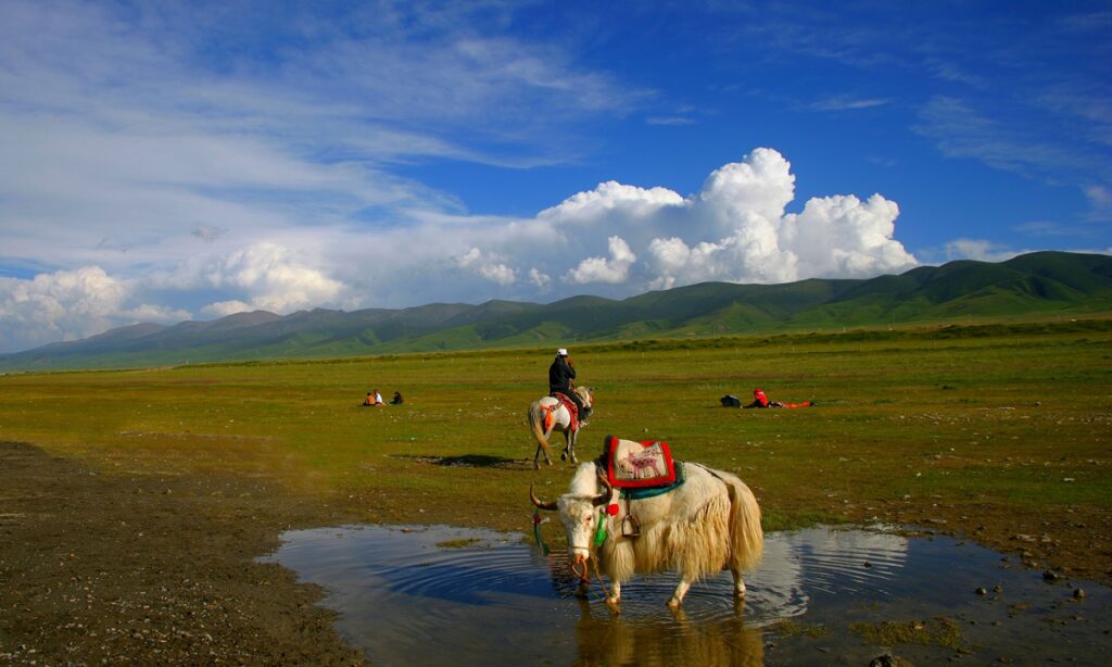 Qinghai Lake National Nature Reserve adds 10 species to list of protected wildlife