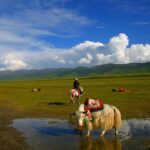 Qinghai Lake National Nature Reserve adds 10 species to list of protected wildlife