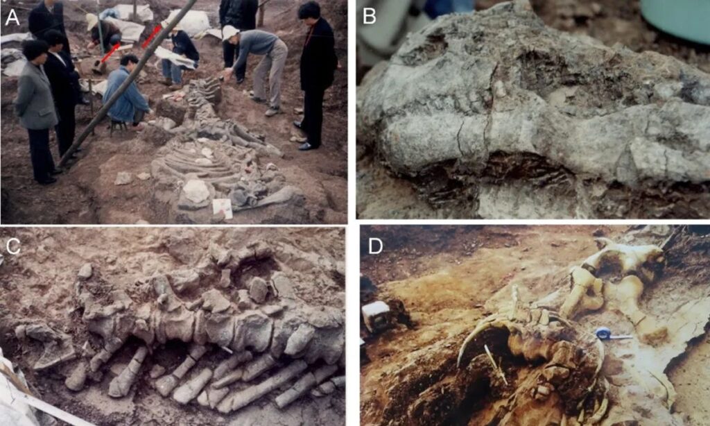 Earliest dinosaur fossils containing both adults and eggs discovered in SW China’s Guizhou