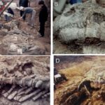 Earliest dinosaur fossils containing both adults and eggs discovered in SW China’s Guizhou