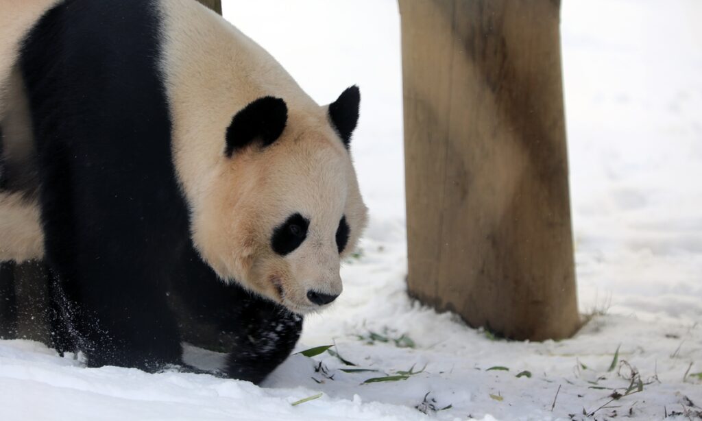 UK bids farewell to its only pair of giant pandas