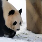 UK bids farewell to its only pair of giant pandas