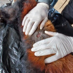 Female red panda found dead