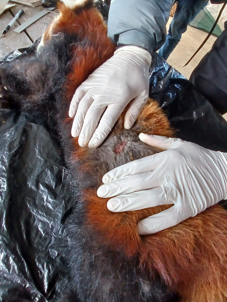 Female red panda found dead