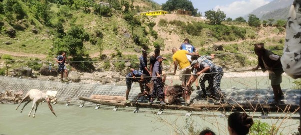 Mules stuck in suspension bridge rescued