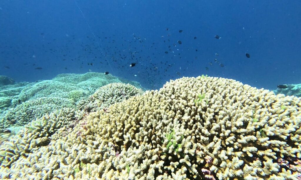 China releases investigative report on coral ecological system in Xianbin Jiao