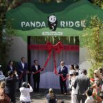 Public debut of Yun Chuan and Xin Bao ignite a fresh wave of ‘panda-mania’ in US